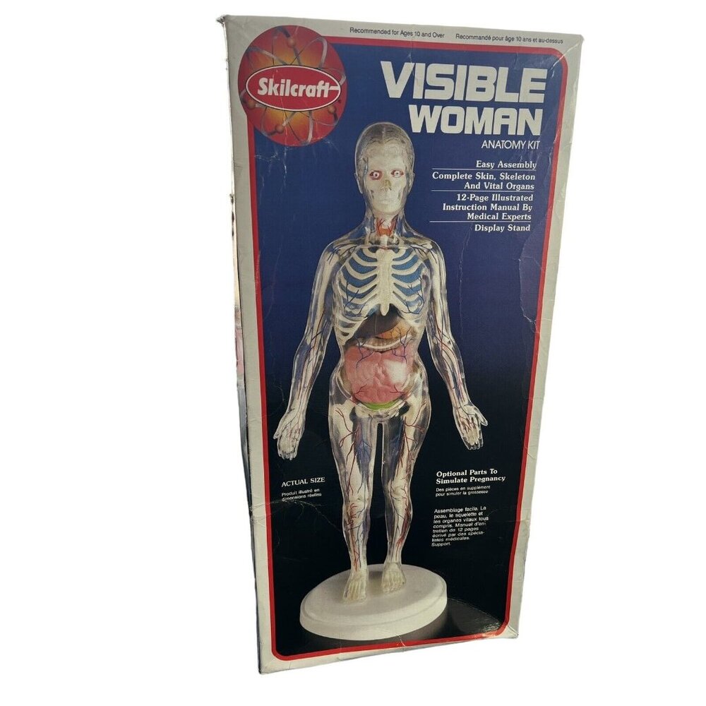 Skilcraft Visible Woman Anatomy  Model Kit Original Box 15” Tall Never Assembled
